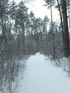Зимний Боярский лес-2018