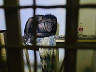 Контактний зоопарк під Києвом просить про зелений коридор: тварини гинуть