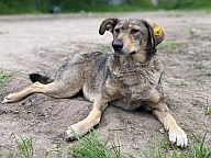 Історія про собаку Машку, яка врятувала 12 життів в Бородянці